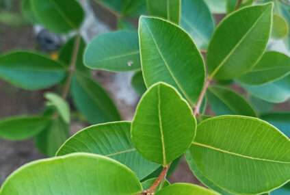 Ficusul – cum se plantează, cum se îngrijește și ce caracteristici are această plantă atât de iubită