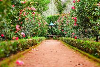 Ghidul îngrijirii corecte a grădinii: ce să știi ca să ai un spațiu verde frumos și sănătos