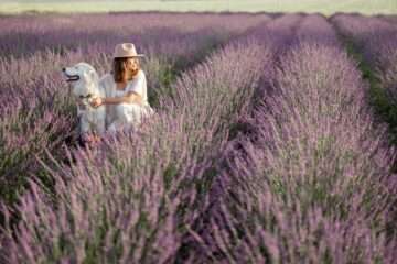 Cum se udă corect lavanda?