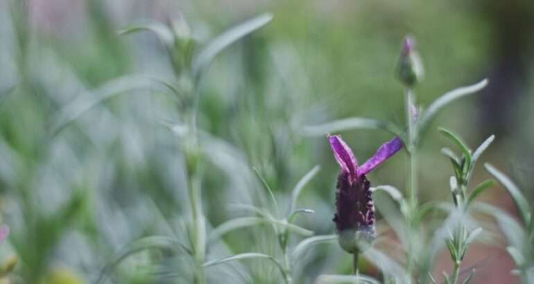 afaceri cu lavanda