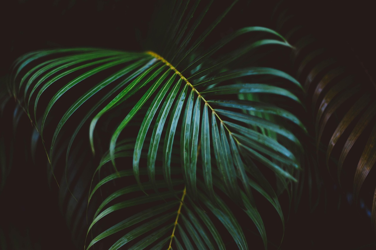 culoarea verde semnificatie psihologica