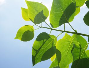 verde semnificatie