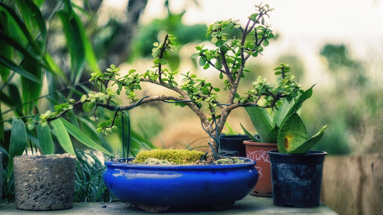 semnificatie bonsai cadou