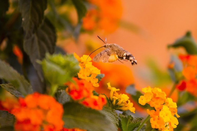 pasarea colibri semnificatie