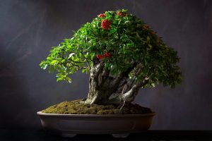 bonsai semnificatie