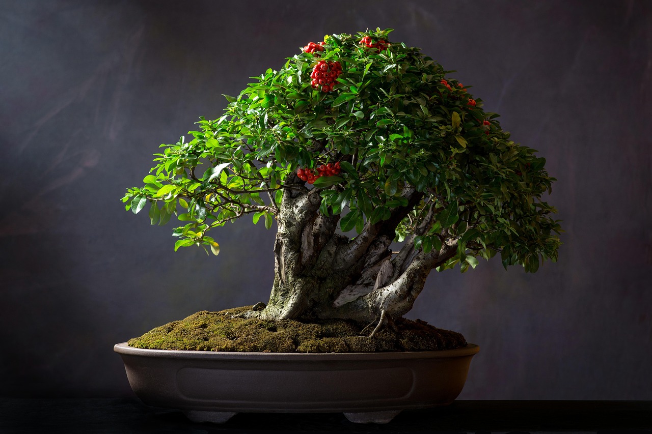 bonsai semnificatie