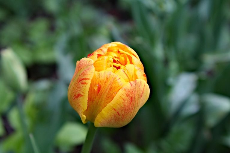 semnificatie flori