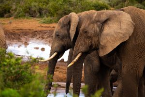 elefant cu trompa in jos semnificatie