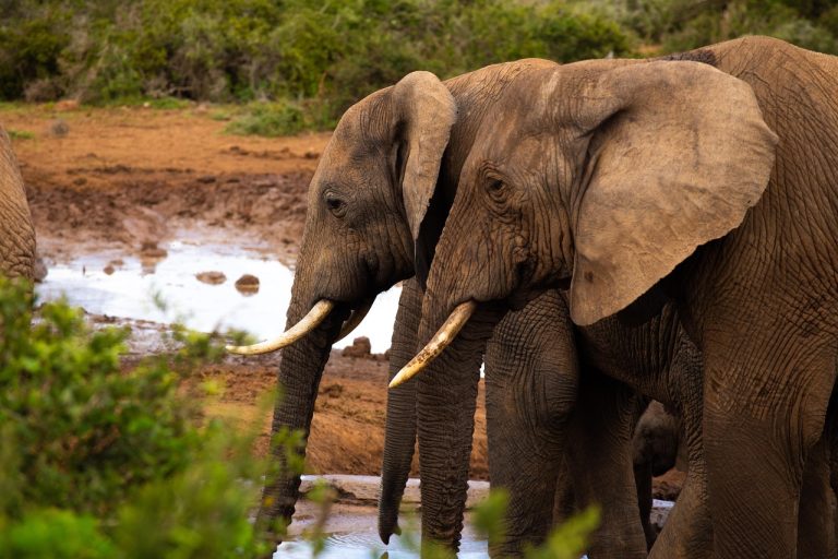 elefant cu trompa in jos semnificatie